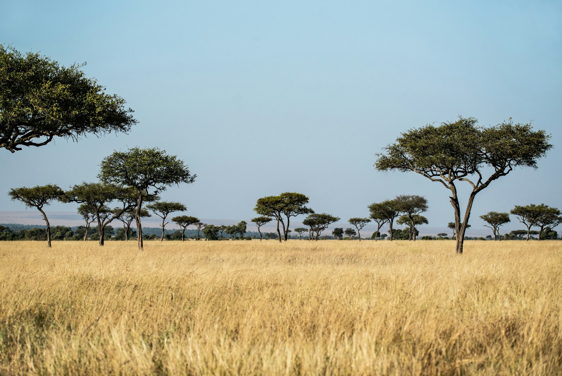 Acacia trees across the Maasai Mara grasslands